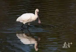 1145字符串p型编码