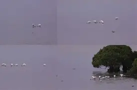 1145字符串p型编码